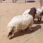 نعيم اظاحي طليان ورخال