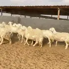 غنم حريات حرش مراح صنف 28 بفحلها