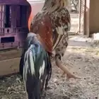 ديكين وخمس دجاجات