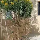 تنسيق حدائق