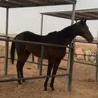 حصان النقليزي
