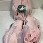 بط بكيني فروج