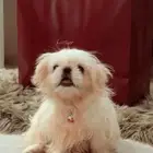 كلب بكينيز نادر