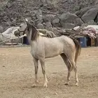 خيل للبيع مستعجل