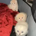 قطط سكوتش فولد