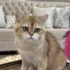 قط بريتش بيور