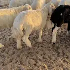 بهم حري للبيع طليان ورخل