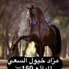 مزاد خيول