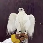 تاجير صقور للمناسبات والاحتفلات مع صقار