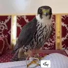 ((مطلوب)) بكه بسعر معقول المجمعه او الرياض او الزلفي