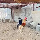 دجاج بلدي حضان
