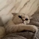 قطه