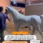 حصان فحل معسوف