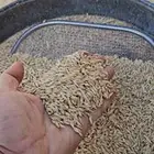 شعير عضوي 100 محصول 2025 6 1