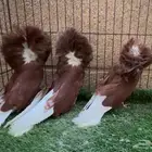 حمام زينة - جاكوبين أحمر