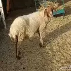 نعيمية مضرع