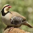 للبيع حجل شنير