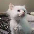 كيتين شيرازي و همالايا