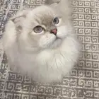 قط منزلي للبيع (سكوتش)