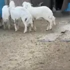 4خرفان لبيع جمله او تفريد