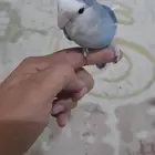 ذكر روز