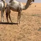 قعود اشقح كفوو على ولد الحاكم