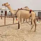 للبيع عشرا منتج سبق و روابط انتاجها موجوده