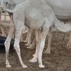 قعود لباني شحم