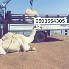 دينا هدروليك