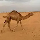 حاشي مفرود فحل حمر كفووو