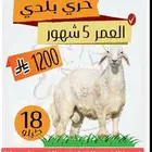 حري ب 1200