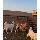 للبيع جفرتين وتيس خصم صنف