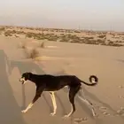 كلب سلق مفقود