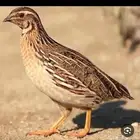 سمان للبيع