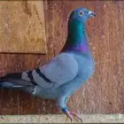 حمام زاجل مذبوح