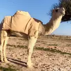 قعود حيسوني فحل ناهي
