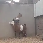 قزميه دافع وتحتها جفره