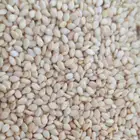 سمسم ابيض حلاوة سوداني درجة اولي 25 طن