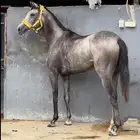 مهره شعبيه فرنسي تحمل وسرعة