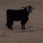 تيس سدس يقرع جرم