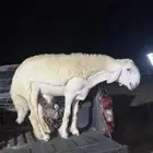 مشروع فحل حري صنف الصنف تم البيع