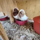 حمام زينه فواخر اصل