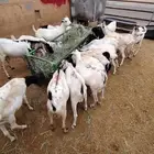 بربري وتيوس صومالية مرابي للبيع