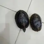 سلاحف قزوين