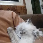 قطه