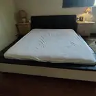 سرير نفرين جلد أمريكي