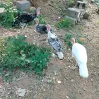 دجاج رومي للبيع في العيدابي
