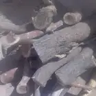 دجروم سمر كبار وعرن