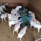 بربري وتيوس صومالية للبيع