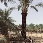 تانضيف وتحويض نخيل وتسميد وتكريب